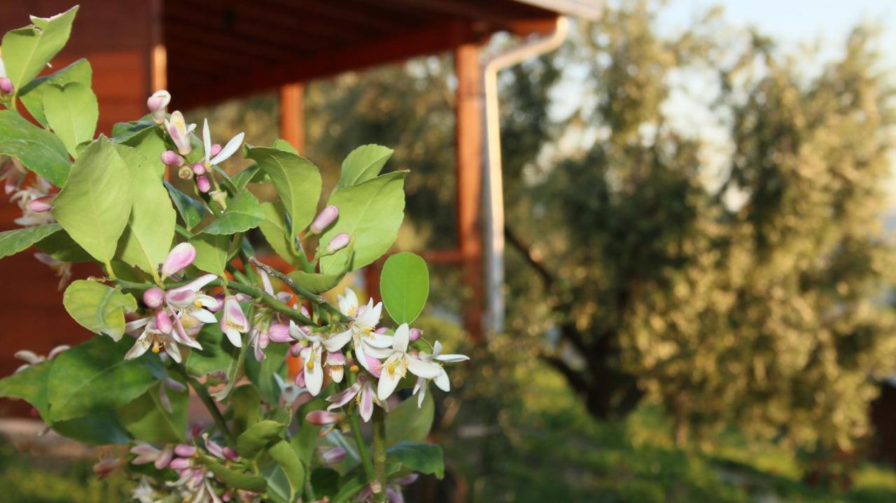 Agroturizem Bylis Hotel Hekal Buitenkant foto