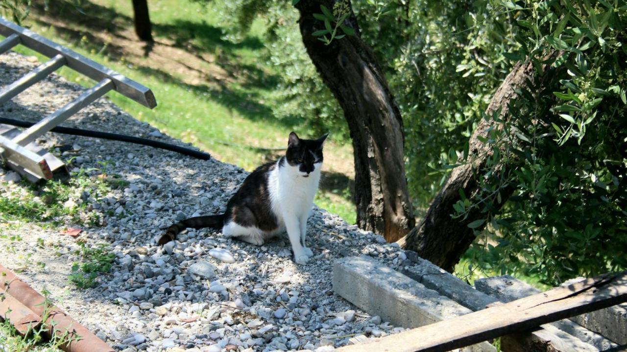 Agroturizem Bylis Hotel Hekal Buitenkant foto