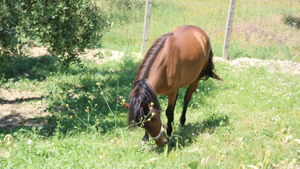 Agroturizem Bylis Hotel Hekal Buitenkant foto