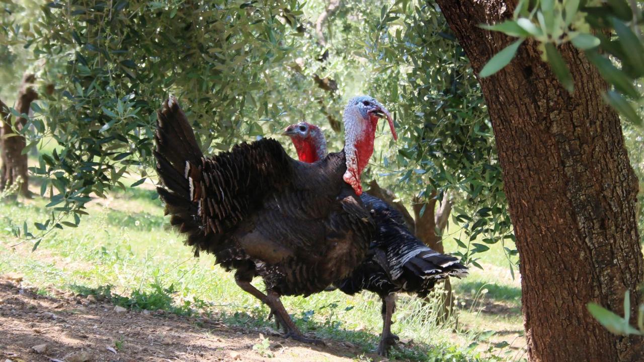 Agroturizem Bylis Hotel Hekal Buitenkant foto